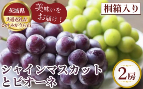 No.320 【先行予約】シャインマスカットとピオーネ　桐箱入り2房【茨城県共通返礼品 かすみがうら市】 ／ 旬 新鮮 葡萄 ブドウ 果物 フルーツ 茨城県 特産品 1032554 - 茨城県坂東市