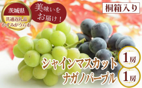 No.324 【先行予約】桐箱入りシャインマスカット1房とナガノパープル1房【茨城県共通返礼品 かすみがうら市】 ／ 旬 新鮮 葡萄 ブドウ 果物 フルーツ 茨城県 特産品 1032558 - 茨城県坂東市
