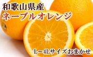 【濃厚】和歌山県産ネーブルオレンジ 15玉～27玉（L～4Lサイズおまかせ） / 果物 オレンジ フルーツ 蜜柑 みかん