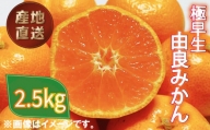 極早生 由良 みかん 2.5kg 産地直送 柑橘 みかん 訳あり フルーツ 果物 蜜柑 オレンジ ご家庭用