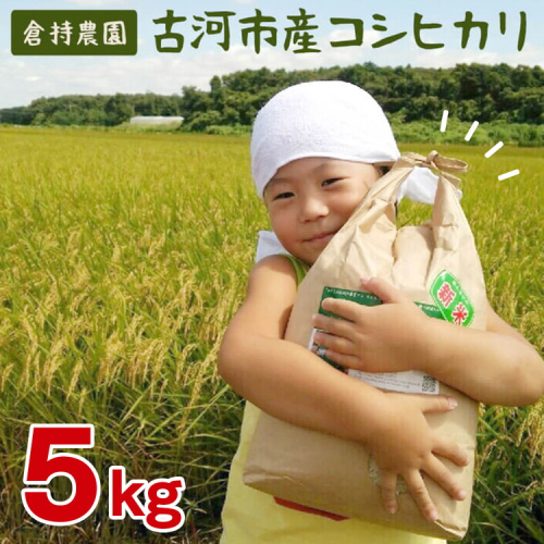 【令和7年産】古河市産　コシヒカリ5kg【倉持農園】 | 米 こめ コメ こしひかり コシヒカリ 5キロ 古河市産 茨城県産 贈答 贈り物 プレゼント 茨城県 古河市 直送 農家直送 産地直送 送料無料 _AN03 ※2025年11月上旬頃より順次発送予定 1033164 - 茨城県古河市