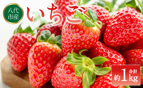 【先行予約】 いちご 約1kg（約250g×4パック） イチゴ 苺 果物 フルーツ 旬 いちごジャム いちごスムージー 【2026年2月上旬より順次発送】 1033233 - 熊本県八代市
