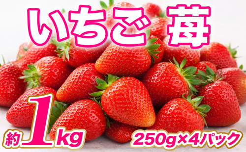 【先行予約】 いちご 約1kg（約250g×4パック） イチゴ 苺 果物 くだもの フルーツ 旬 ジャム スムージー スイーツ 熊本県 八代市 【2027年1月上旬より順次発送】 1033233 - 熊本県八代市