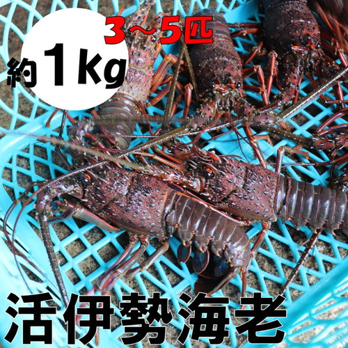 天然活伊勢海老 約1kg(御坊産)【配送不可地域：北海道・青森・秋田・岩手・沖縄・離島】 1034091 - 和歌山県御坊市