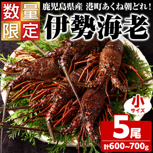 ＜先行予約受付中！2026年9月上旬以降順次発送予定＞期間・数量限定！鹿児島県産 伊勢海老(5尾・計600g～700g) 国産 鹿児島県産 海老 えび エビ 伊勢海老 味噌汁 小サイズ 刺身 海鮮 海の幸 海産物【福美丸水産】akn033-21 1034773 - 鹿児島県阿久根市