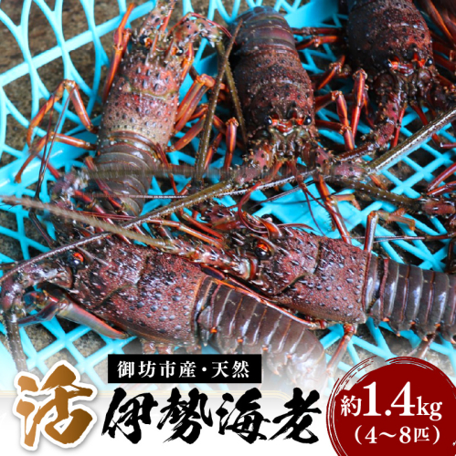 天然活伊勢海老 約1.4kg(御坊産)《先行予約》【配送不可地域：北海道・青森・秋田・岩手・沖縄・離島】 1034850 - 和歌山県御坊市