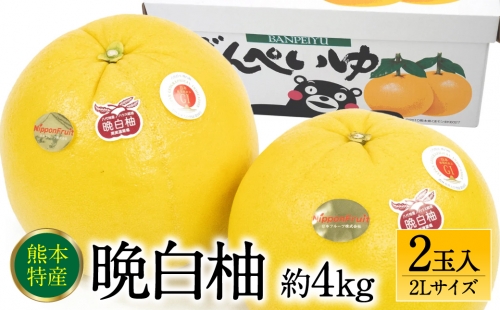 【先行予約】 晩白柚2Lサイズ 2玉入り 約4kg 【2024年12月中旬より順次発送】 1035321 - 熊本県八代市