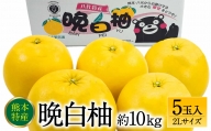 【先行予約】 晩白柚2Lサイズ 5玉入り 約10kg 【2024年12月中旬より順次発送】