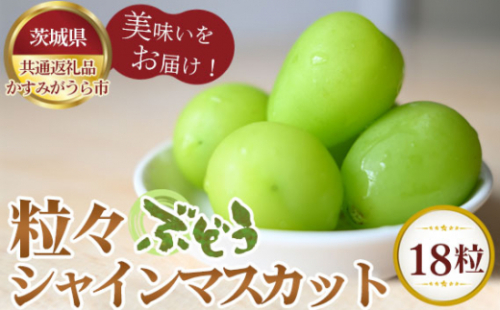 No.338 【先行予約】粒々ぶどう18粒　シャインマスカット【茨城県共通返礼品 かすみがうら市】 ／ 旬 新鮮 葡萄 ブドウ 果物 フルーツ 茨城県 特産品 1035652 - 茨城県坂東市