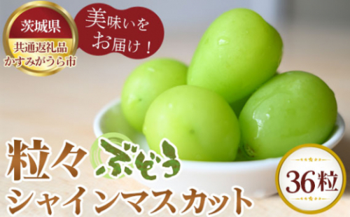 No.349 【先行予約】粒々ぶどう36粒　シャインマスカット【茨城県共通返礼品 かすみがうら市】 ／ 旬 新鮮 葡萄 ブドウ 果物 フルーツ 茨城県 特産品 1035663 - 茨城県坂東市