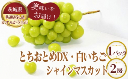 No.361 【先行予約】とちおとめDX1パックと白いちご1パックとシャインマスカット2房【茨城県共通返礼品 かすみがうら市】 ／ 旬 新鮮 苺 イチゴ 葡萄 ブドウ 果物 フルーツ 茨城県 特産品 1035675 - 茨城県坂東市