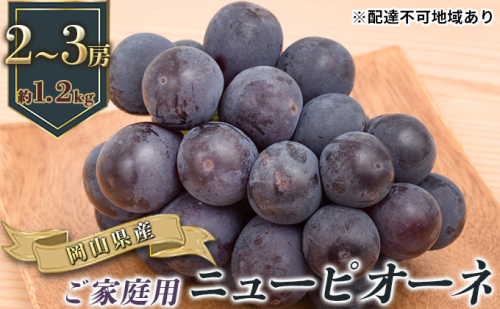 ぶどう 2026年 先行予約 ご家庭用 ニュー ピオーネ 2～3房 合計約1.2kg ブドウ 葡萄  岡山県産 国産 フルーツ 果物 ギフト 1038746 - 岡山県玉野市