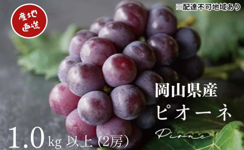 厳選 ニューピオーネ 2房 合計1.0kg以上 産地直送 朝採れ ぶどう 葡萄 Kawahara Green Farm 岡山県産 2025年 果物 フルーツ 甘味 酸味 さっぱり 大粒 種なし 人気 甘い  1039657 - 岡山県玉野市