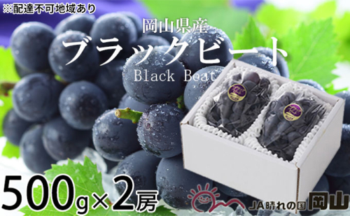 ぶどう 2024年 先行予約 ブラックビート 約500g×2房 ブドウ 葡萄  岡山県産 国産 フルーツ 果物 ギフト 1039735 - 岡山県玉野市