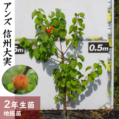 ＜すだ農園＞2年生 苗木◇アンズ(杏) 信州大実[地掘苗 2023年] ※2024年11月中旬～2025年4月頃に順次発送予定 ※北海道・沖縄・離島への配送不可 1040122 - 京都府亀岡市