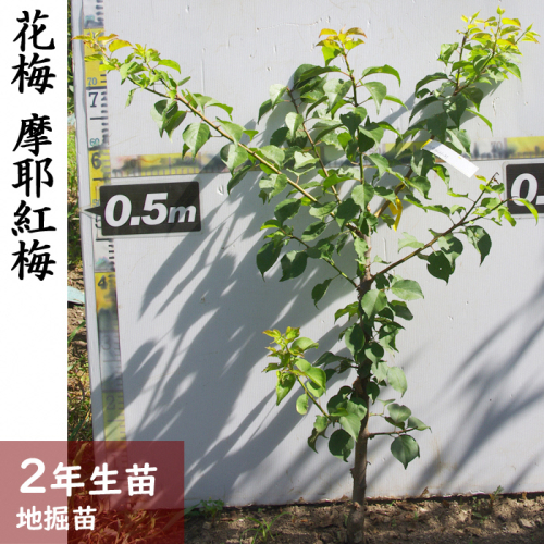 ＜すだ農園＞2年生 苗木◇ウメ(花梅) 摩耶紅梅(まやこうばい)[地掘苗 2023年] ※2024年11月中旬～2025年4月頃に順次発送予定 ※北海道・沖縄・離島への配送不可 1040398 - 京都府亀岡市