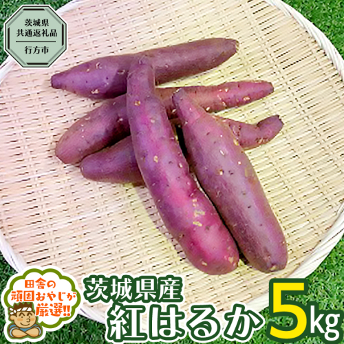 べにはるか 5kg 【2024年10月から発送開始】（茨城県共通返礼品 [さつまいも]：行方市産） さつまいも 紅はるか 芋 いも 野菜[BI07-NT] 104048 - 茨城県つくばみらい市