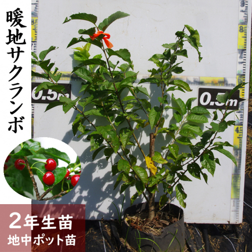 ＜すだ農園＞2年生 苗木 ◇暖地さくらんぼ [地中ポット苗 2022年]※2023年10月下旬～2024年4月下旬頃に順次発送※北海道・沖縄・離島への配送不可 1040506 - 京都府亀岡市