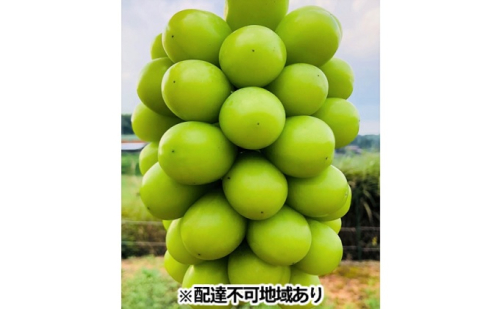 ぶどう 2024年 先行予約 シャイン マスカット 700g以上 1房 ブドウ 葡萄  岡山県産 国産 フルーツ 果物 ギフト 丘の上のぶどう畑 果物類  1040659 - 岡山県玉野市