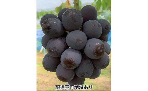 ぶどう 2025年 先行予約 ニュー ピオーネ 4房 合計2kg以上 ブドウ 葡萄  岡山県産 国産 フルーツ 果物 ギフト 河本農園  1040663 - 岡山県玉野市