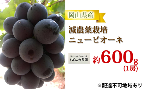 ぶどう 2025年 先行予約 ニュー ピオーネ 1房 約600g  減農薬栽培 ブドウ 葡萄  岡山県産 国産 フルーツ 果物 ギフト  ばんの農園 ニューピオーネ 種なし  1040675 - 岡山県玉野市