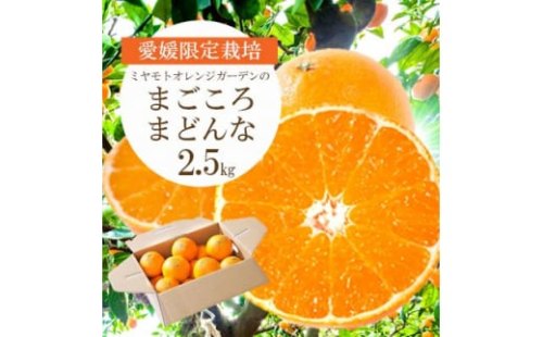 紅まどんなと同品種 愛媛果試28号 2.5kg＜D25-128＞_ まどんな マドンナ 柑橘類 柑橘 みかん ミカン オレンジ フルーツ 果物 くだもの 人気 美味しい 希少【1166249】