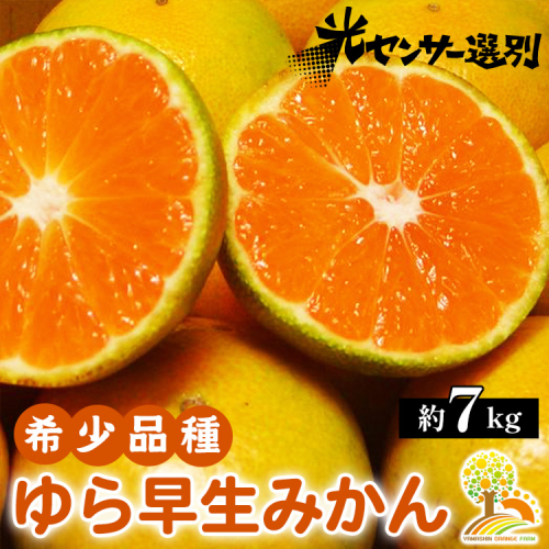 ゆら早生 みかん 濃厚な味わい 約7kg 希少品種《有機質肥料100％》極早生 ｜ 由良 ゆら 早生 わせ 柑橘 果物 くだもの フルーツ 和歌山 有田 ※2024年10月上旬～10月下旬頃に順次発送予定 ※北海道・沖縄・離島への配送不可 1041325 - 和歌山県美浜町