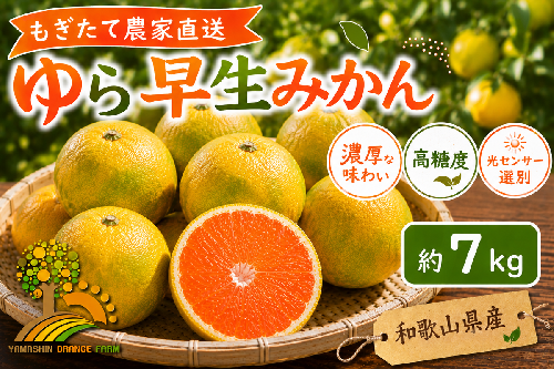 【先行予約】ゆら早生 みかん 濃厚な味わい 約7kg 希少品種《有機質肥料100％》極早生 ｜ 由良 ゆら 早生 わせ 柑橘 果物 くだもの フルーツ 和歌山 有田 1041325 - 和歌山県美浜町