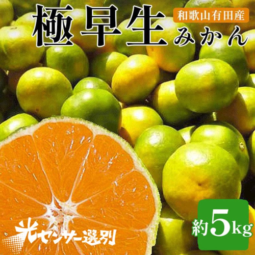 こだわりの極早生みかん 約5kg 農家直送 有機質肥料100% サイズ混合 ｜ みかん 極早生 早生 柑橘 果物 くだもの 果実 フルーツ 和歌山 有田 ※北海道・沖縄・離島への配送不可 ※2025年9月下旬～10月中旬頃に順次発送予定 1041326 - 和歌山県美浜町