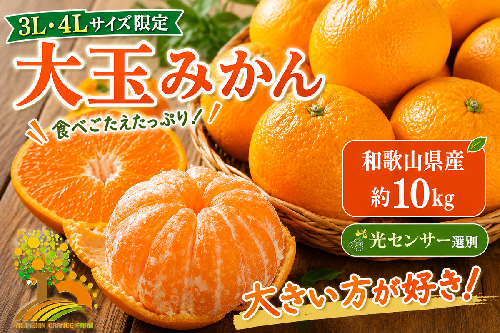 有田みかん 約10kg 大玉3L以上 有機質肥料100% ＼光センサー選別／ 農家直送  1041337 - 和歌山県美浜町