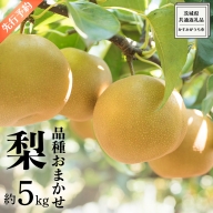 品種おまかせ 梨 約 5kg（ 茨城県共通返礼品： かすみがうら市 ） フルーツ 果物 なし ナシ 旬 新鮮 旬 期間限定 甘い 国産