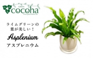 ライムグリーンの葉が美しい！『 アスプレニウム 』 糸島市  / cocoha 観葉植物 [AWB027]