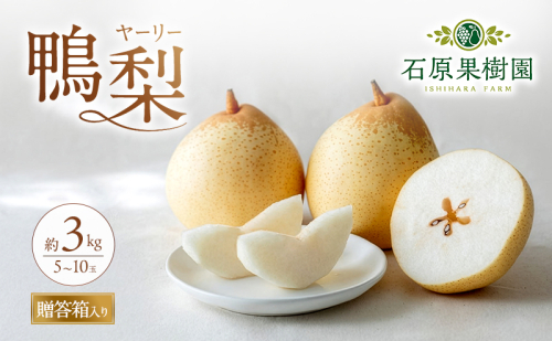 梨 2026年 先行予約 鴨梨（ヤーリー）5～10玉 合計約3kg 贈答箱【11月下旬～12月中旬頃発送】 ナシ なし 岡山県産 国産 フルーツ 果物 ギフト 石原果樹園 風味豊か 上品 希少な梨  1045303 - 岡山県高梁市
