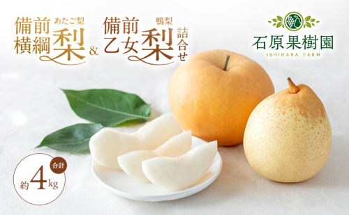梨 2026年 先行予約 備前横綱梨（あたご梨） 2玉（1玉1～1.5kg）・備前乙女梨（鴨梨） 4～6玉 詰合せ 合計約4.0kg【11月下旬～12月中旬頃発送】岡山県産 フルーツ ギフト 石原果樹園  1045317 - 岡山県高梁市