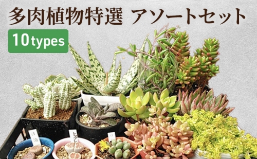 多肉植物特選アソートセット 10458 - 広島県安芸高田市