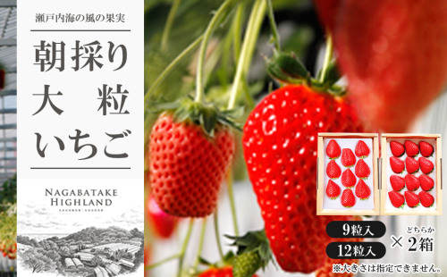 長畠高原苺園 朝採り大粒いちご【1月より順次出荷・お届け日指定不可】 1047014 - 兵庫県淡路市