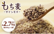 もち麦（ダイシモチ） 合計2.7kg - 香南市産 食物繊維 ミネラル 豊富 のし もち麦 国産 特産品 yr-0020