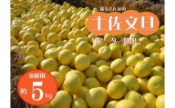 【先行予約受付中 2025年発送】森下さん家の(家庭用)土佐文旦(約5kg/8～12玉) 　フルーツ 果物 新鮮 柑橘