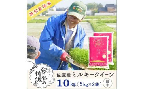 佐渡島産ミルキークイーン 白米10kg(5kg×2袋) 令和7年産 特別栽培米