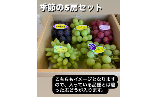季節のぶどう 5房 セット 詰め合わせ 葡萄 ぶどう ブドウ 果物セット フルーツセット 果物 くだもの フルーツ 旬の果物 旬のフルーツ 季節の果物 季節のフルーツ デザート 愛知 愛知県 日進市 104923 - 愛知県日進市