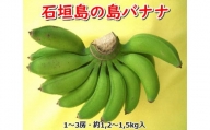 【5月上旬より順次発送】石垣島の島バナナ、1～3房（約1,2～1,5kg前後入り） 爽やか酸味のスッキリ系バナナ、少し冷やしてもイイんです！　SI-33