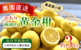 黄色く酸っぱそうな見た目をしていますが、独特の甘みと酸味が特徴で、1度食べるとクセになる味わいです。甘みはとても上品で、香りも非常に爽やかで、手で剥いて食べることができます。2月下旬から4月頃までが旬