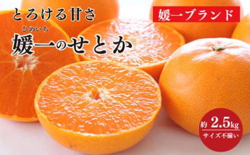 愛媛の柑橘の代名詞!「せとか」約2.5kg入＜C28-40＞_ みかん ミカン 柑橘 せとか フルーツ くだもの 果物 ふるーつ 青果 果実 人気 甘い ジューシー 産直 産地直送 旬 柑橘類 人気 愛媛 果汁 八幡浜市【1437356】