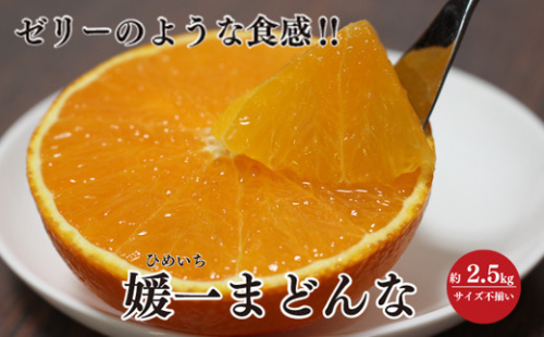 ＜2024年11月以降発送＞ゼリーのような食感!「媛一まどんな」約2.5kg入＜C28-42＞_ マドンナ 紅まどんな 柑橘 柑橘類 ミカン みかん フルーツ 果物 くだもの 人気 美味しい 愛媛県 八幡浜 ふるさと 【1437098】