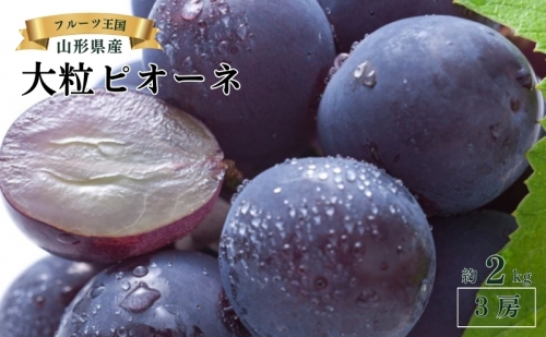 9月 贈答規格 大粒ピオーネ3房約2kg【山形ぶどう・大江町産・小林葡萄園・9月】 105088 - 山形県大江町
