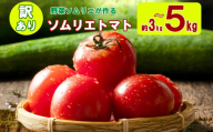 訳あり ソムリエトマト 約3kg～5kg | 野菜 やさい トマト とまと 銀賞 熊本県 玉名市