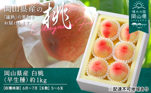 岡山県産 白桃（早生種）約1.0kg(5～6玉)【配達不可：離島】