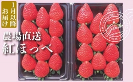 【ふるさと納税】いちご 朝採れ 産地直送 紅ほっぺ 果物 フルーツ イチゴ 苺