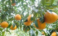 [2024年3月下旬発送開始] 訳あり 長崎県 時津町産 不知火 約5kg 柑橘 フルーツ 果物