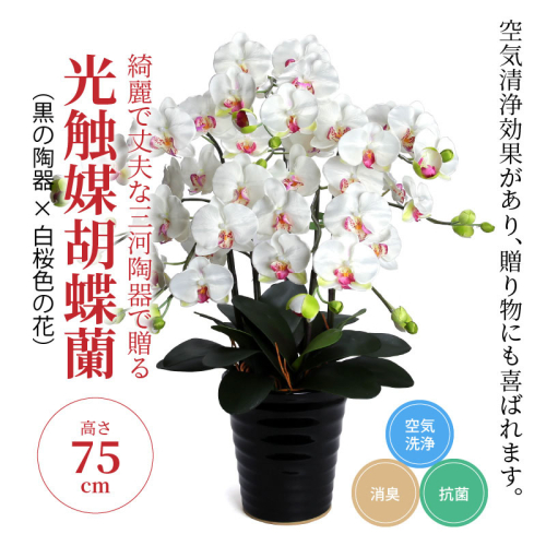 綺麗で丈夫な三河陶器で贈る光触媒胡蝶蘭大輪５本立（黒の陶器×白桜色の花）H100-079 105604 - 愛知県碧南市